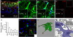Connexin 43 Antibody in Immunohistochemistry - Free Floating, Immunocytochemistry (IHC (Free), ICC/IF)