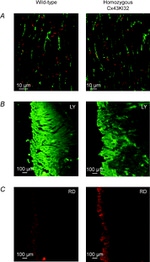 Connexin 43 Antibody in Immunohistochemistry (IHC)