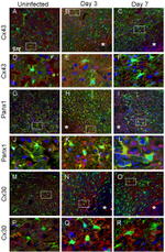 Connexin 43 Antibody in Immunohistochemistry (IHC)