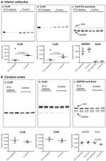 Connexin 30 Antibody in Western Blot (WB)