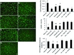 Connexin 43 Antibody in Immunohistochemistry (Paraffin) (IHC (P))