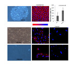 Connexin 43 Antibody in Immunocytochemistry (ICC/IF)