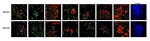 Connexin 43 Antibody in Immunocytochemistry (ICC/IF)