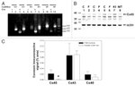 Connexin 43 Antibody in Immunocytochemistry (ICC/IF)