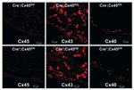 Connexin 43 Antibody in Immunocytochemistry (ICC/IF)