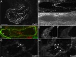 Connexin 43 Antibody in Immunocytochemistry (ICC/IF)