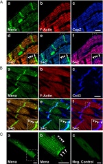 Connexin 43 Antibody in Immunohistochemistry (IHC)