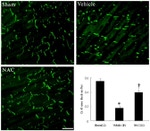 Connexin 43 Antibody in Immunohistochemistry (IHC)
