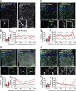 Connexin 43 Antibody in Immunohistochemistry (IHC)