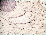 Connexin 43 Antibody in Immunohistochemistry (IHC)