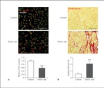 Connexin 43 Antibody in Immunohistochemistry (Frozen), Immunocytochemistry (IHC (F), ICC/IF)