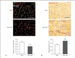 Connexin 43 Antibody in Immunohistochemistry (Frozen) (IHC (F))