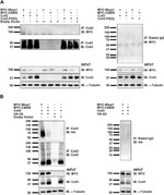 Connexin 43 Antibody in Western Blot (WB)