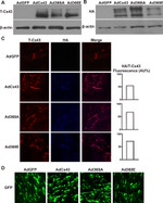 Connexin 43 Antibody in Immunocytochemistry (ICC/IF)