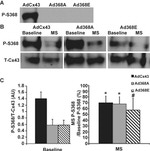 Connexin 43 Antibody in Western Blot (WB)