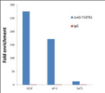 JunD Antibody in ChIP Assay (ChIP)