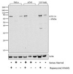 ATG14 Recombinant Superclonal™ Antibody
