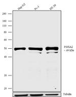 FOXA2 Antibody in Western Blot (WB)