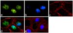 OCT4 Recombinant Superclonal™ Antibody (3HCLC)