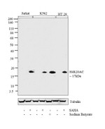H4K20ac Antibody in Western Blot (WB)
