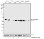 Phospho-CDK1 (Thr14, Tyr15) Antibody in Western Blot (WB)