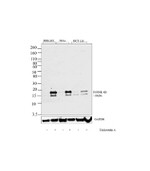 p19 INK4d Recombinant Superclonal™ Antibody (14HCLC)