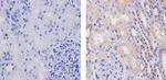 WNT2B Antibody in Immunohistochemistry (Paraffin) (IHC (P))