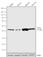 WNT16 Antibody in Western Blot (WB)