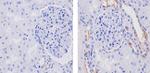 WNT16 Antibody in Immunohistochemistry (Paraffin) (IHC (P))