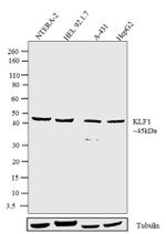 EKLF Antibody in Western Blot (WB)