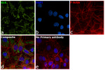 Glutaminase Antibody in Immunocytochemistry (ICC/IF)