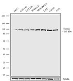 NOTCH3 Recombinant Superclonal™ Antibody (4HCLC)