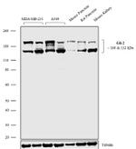 GLI2 Recombinant Superclonal™ Antibody (9HCLC)