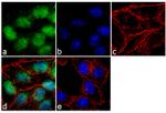 SOX9 Recombinant Superclonal™ Antibody
