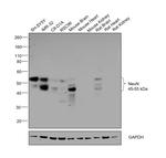 NeuN Antibody