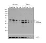 NeuN Antibody in Western Blot (WB)