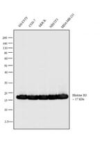 Histone H3 Antibody in Western Blot (WB)