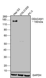 CEACAM1 Recombinant Superclonal™ Antibody (10HCLC)