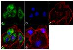 Stathmin 1 Antibody in Immunocytochemistry (ICC/IF)