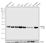 Stathmin 1 Antibody in Western Blot (WB)