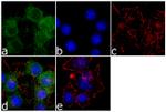 SSTR2 Recombinant Superclonal™ Antibody (11HCLC)