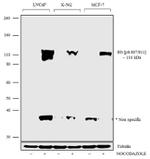 Phospho-Rb (Ser807, Ser811) Antibody in Western Blot (WB)