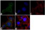 LATS1 Recombinant Superclonal™ Antibody (2HCLC)