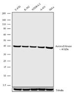 Aurora B Recombinant Superclonal™ Antibody (18HCLC)