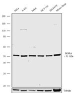 Bora Antibody in Western Blot (WB)