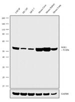 SGK1 Recombinant Superclonal™ Antibody (22HCLC)