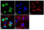 c-Jun Recombinant Superclonal™ Antibody (2HCLC)