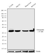 OPN-R Antibody in Western Blot (WB)