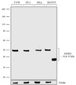 IGFBP2 Antibody in Western Blot (WB)