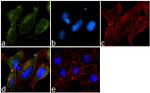 PRDX6 Recombinant Superclonal™ Antibody